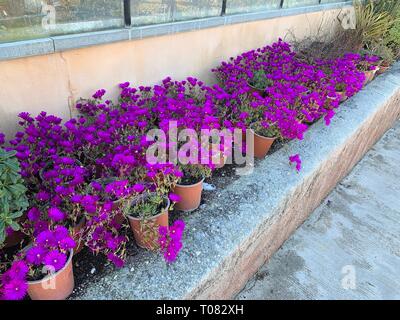 Bellissimo display di Osteospermum margherite viola in vasi presso un centro giardino Foto Stock