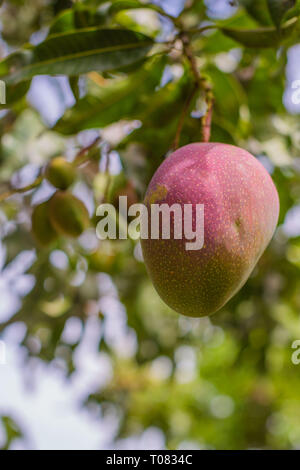Mature big mango su un albero di un sano dolce e succosa asiatica di frutta tropicali Foto Stock