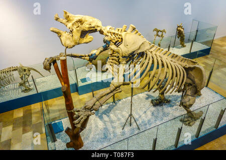 Valencia Spagna Museo di Scienze naturali, Museu de Ciències Naturals de Valencia Spagna, scheletro animale preistorico Foto Stock