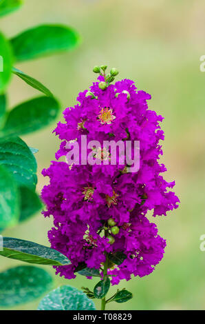 Viola arricciato fiori di mirto Foto Stock