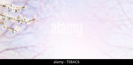 Primavera ramo di albero con fiori di colore bianco sul sfocato sfondo orizzontale. Prugna fiore. Foto Stock