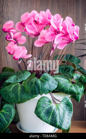 Su sfondo verde chiaro, rosa luminoso fiori di ciclamino circondato da foglie verdi. Foto Stock