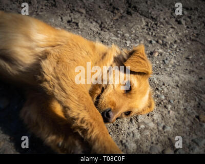 Piccolo cane abbandonato sulla strada Foto Stock