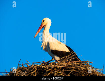 Cicogna bianca in nido Foto Stock