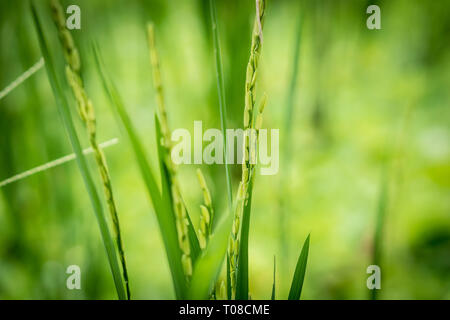 Vista ingrandita del riso orecchio con sfondo sfocato terrazze di riso prima di stagione di mietitura Asia.Organic nel concetto di agricoltura Foto Stock