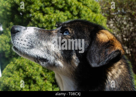 Un cane cercando eccitato wile seduto davanti a un arbusto sempreverde in primavera. Foto Stock
