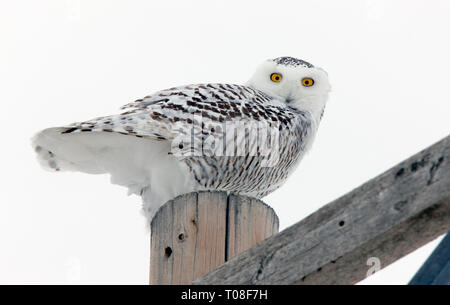 Civetta delle nevi invernali Polo Canada appollaiato Saskatchewan Foto Stock