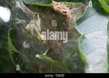 Apple pest moth bruchi yponomenta malinellus Foto Stock