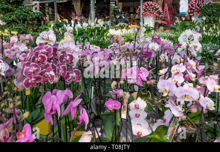 La vendita di bellissime piante ornamentali in vivaio Foto Stock