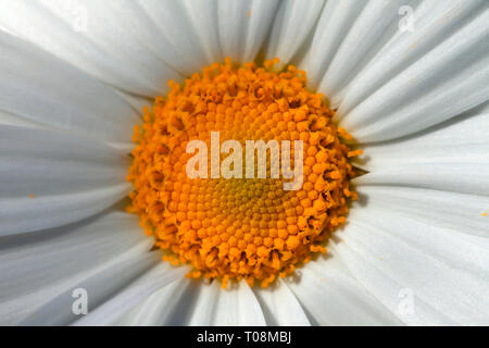 Dettaglio del centro di un gigante di Marguerite fiore. Foto Stock