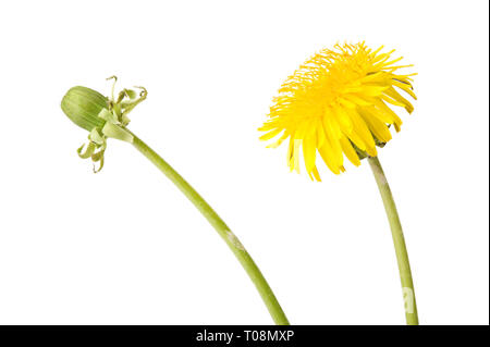 Tarassaco (Taraxacum officinale) fiori isolati su sfondo bianco. Foto Stock