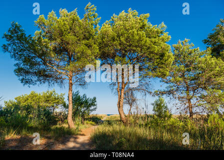 Vista della spiaggia di Policoro in Basilicata in un pomeriggio di estate Foto Stock