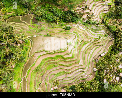 Vista drone di riso Tegalalang terrazza a Bali, Indonesia, con palme e percorsi per touristr a camminare in piantagioni Foto Stock