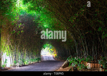 Strada coperta con alberi di bambù Lembang in Indonesia Foto Stock