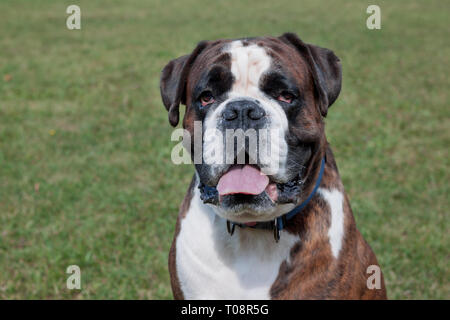 Brindle boxer cucciolo con marcature bianche sta guardando la telecamera. Gli animali da compagnia. Cane di razza. Foto Stock