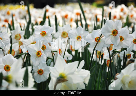 Più bello il daffodils fragrante nel campo, il fuoco selettivo sulla sfocato sfondo floreale Foto Stock