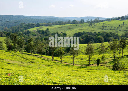 La piantagione di tè vicino alla foresta di Kibale National Park, Sud ovest dell Uganda, Africa orientale Foto Stock