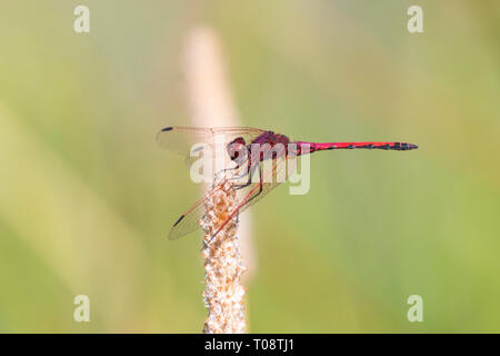 Maschio rosso venata di libellula Dropwing (Trithemis arteriosa) arroccato su ramoscello in tarda estate, Western Cape, Sud Africa Foto Stock
