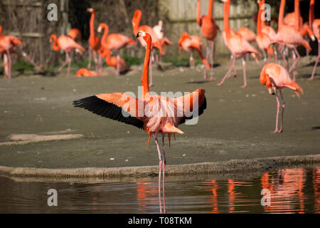 American fenicottero rosa Phoenicopterus ruber, alimentazione Wildfowl and Wetland Trust, Slimbridge, REGNO UNITO Foto Stock