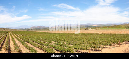 Panorama di Robertson Wine Valley, Route 62, Breede River Valley, Western Cape, Sud Africa con una vista sui vigneti alla città di Robertson e Lang Foto Stock