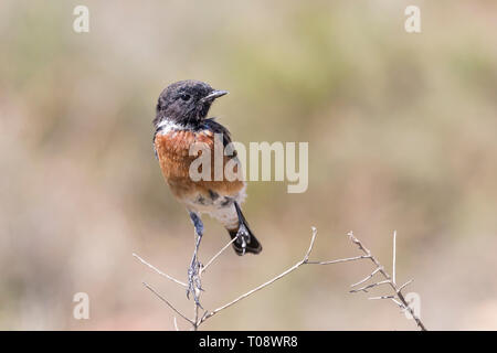 African stonechat sottospecie Saxicola turquatus maschio oreobates appollaiato su un ramoscello in Bontebok National Park vicino a Swellendam, Western Cape, Sud Af Foto Stock