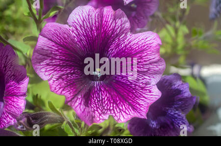Close up di un singolo di rosa fiori di petunia Foto Stock