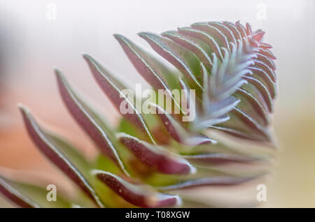 Forma compatta di Crassula capitella (Buddha tempio) è una pianta perenne piante succulente nativa per l'Africa australe. Vista laterale fotografato in Israele in Ma Foto Stock