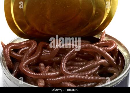 Close-up di un aperto può di worms - il can è aperto e il worm viscido, riflessa nell'aprire il coperchio dell'può ottenere il loro primo assaggio di luce diurna. Foto Stock