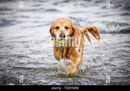 Il Golden Retriever cane fetch di una sfera, il Lago Winnipeg, Manitoba, Canada. Foto Stock