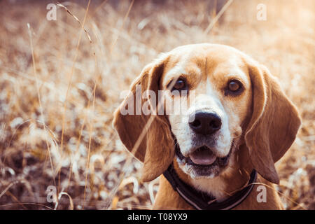 Ritratto di pura razza cane beagle. Beagle close up volto sorridente. Happy dog.divertente. Foto Stock