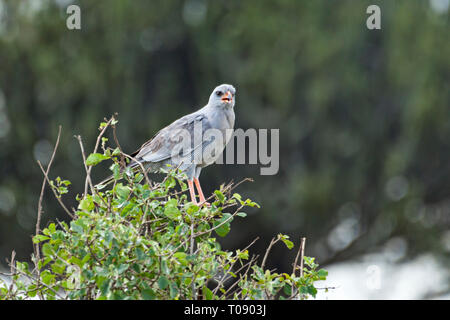 Astore Foto Stock