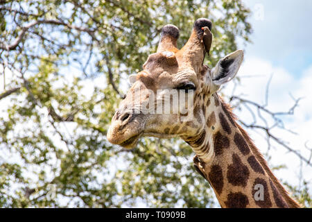 Carino giraffa attorno a piedi in Sud Africa Foto Stock