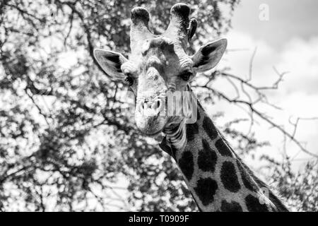 Carino giraffa attorno a piedi in Sud Africa Foto Stock