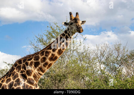 Carino giraffa attorno a piedi in Sud Africa Foto Stock