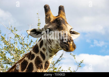 Carino giraffa attorno a piedi in Sud Africa Foto Stock