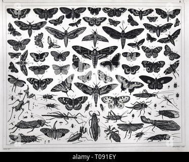 1849 Bilder Stampa zoologico di insetti vari tra cui falene, Butterfly, Grasshopper, mantide religiosa, Grilli, bastoni da passeggio e altri Foto Stock