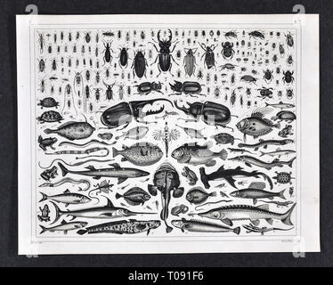 1849 Bilder Atlas Print mostra varie specie zoologica di insetti, tartarughe, rane e pesce Foto Stock