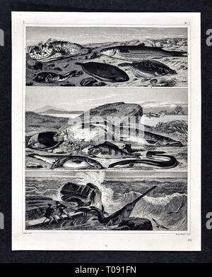 1849 Bilder Zoological Stampa di varie specie di pesci Foto Stock