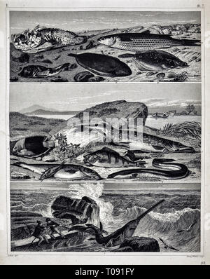 1849 Bilder Zoological Stampa di varie specie di pesci Foto Stock