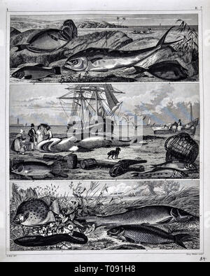 1849 Bilder Zoological Stampa di varie specie di pesci Foto Stock