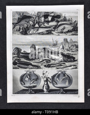 1849 Bilder Stampa zoologico di vari pesci di mare specie Foto Stock
