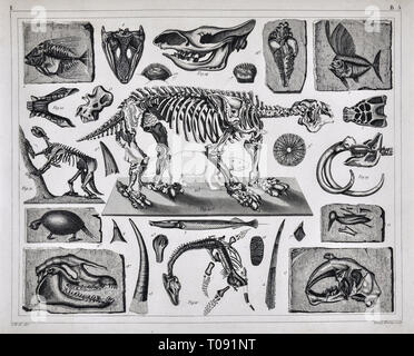 1849 Bilder Atlas Stampa - fossili preistorici e scheletri dal Pleistocene e Holoscene Periodo compreso il Megatherium, Glyptodon, Mammut e altri. Foto Stock
