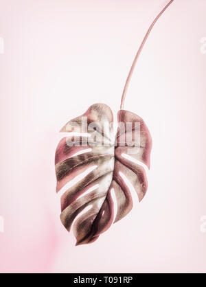 Appendere tropicale foglia di monstera pastello su sfondo rosa Foto Stock
