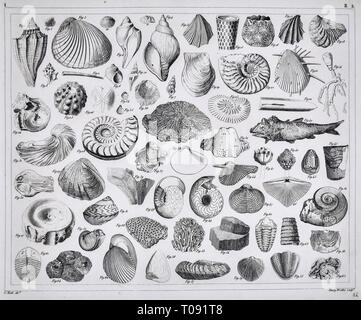 1849 Bilder Atlas Stampa - fossili preistorici dal Paleozoico compresi Brachiopod conchiglie di mare, trilobata, Ammoniti, corallo e altre creature marine Foto Stock