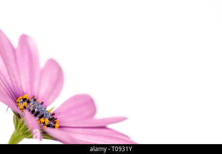 Vista laterale di un rosa margherita africana (osteopermum), isolati su sfondo bianco Foto Stock