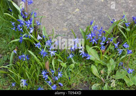 Piccolo bluebells nel prato accanto lastra grigia Foto Stock