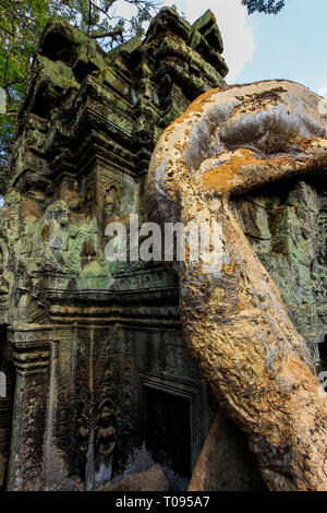 Radice crescendo attraverso 12thC UNESCO di cui tempio Khmer Ta Prohm, Tomb Raider film ubicazione. Angkor, Siem Reap, Cambogia. Foto Stock