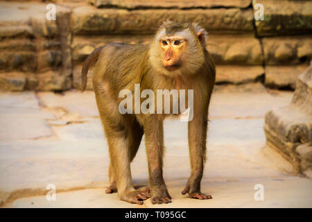 Crab-eating (AKA long-tailed) macaco (Macaca fascicularis), spesso visto in templi, nel tempio Bayon, Angkor Thom; Angkor, Siem Reap, Cambogia. Foto Stock