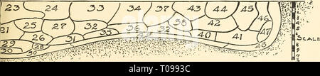 Dreer il vecchio hardy piante (1914) Foto Stock