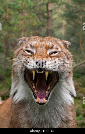 Close up ritratto di scherno eurasiatica (Lynx Lynx lynx) con orecchie appiattite che mostra i denti e lunghi canini in bocca aperta nella foresta Foto Stock